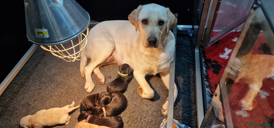Labrador Retriever dogs for sale: Stunning KC Labrador Pups, Health tested parents  - Advert 6