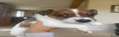 Jack Russell 1