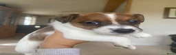 Jack Russell dogs for sale: Beautiful jack Russel pups for sale  - Advert 7