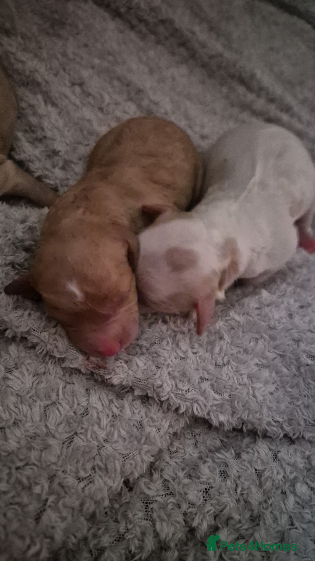 Mixed Breed dogs for sale: Cavapochon puppies  - Image 2