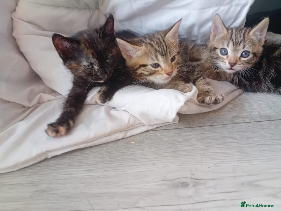 Mixed Breed cats for sale: Kittens for sale   - Image 1