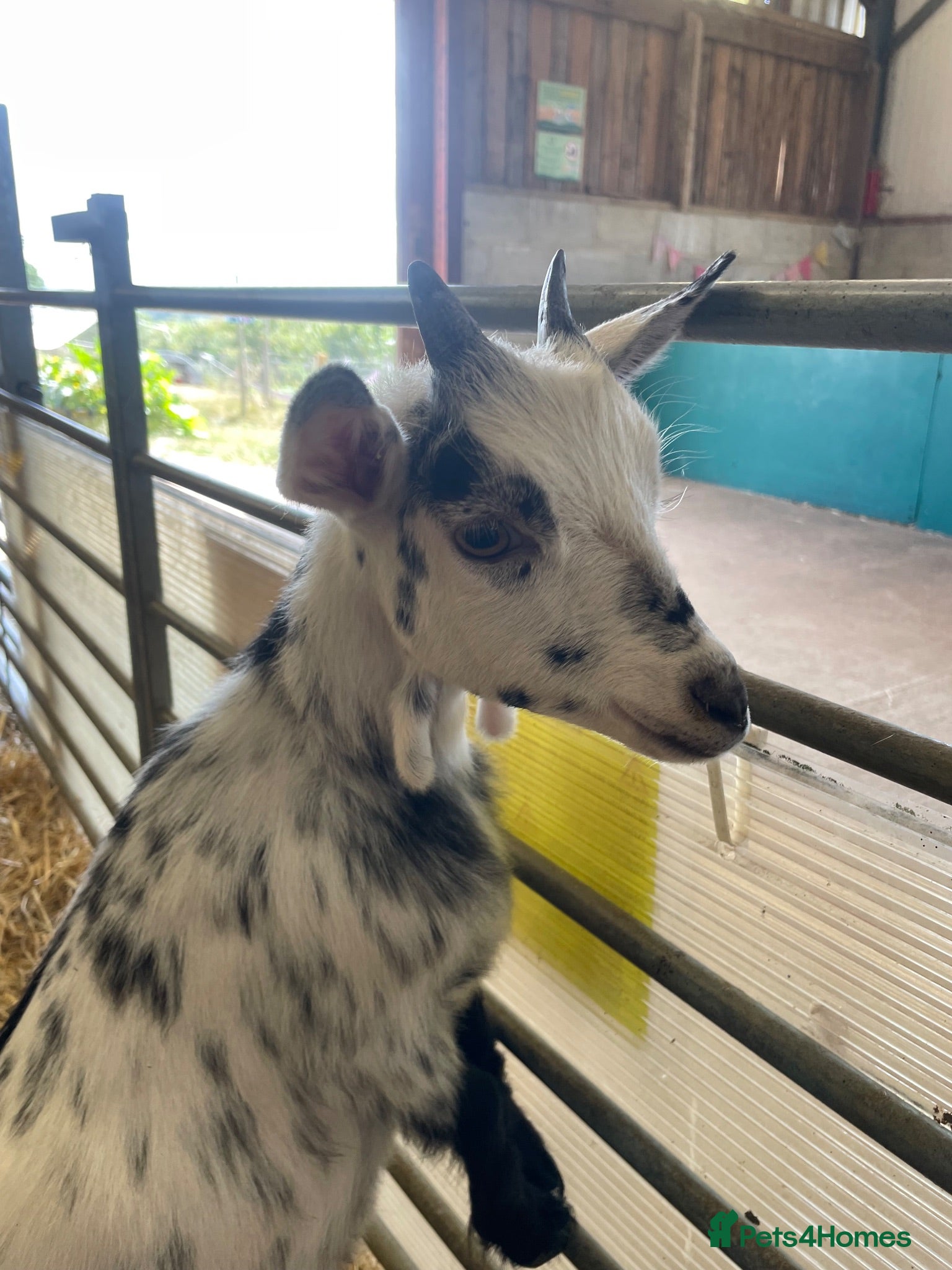 Goats livestock Pygmy goat kids - Female  - Advert 1