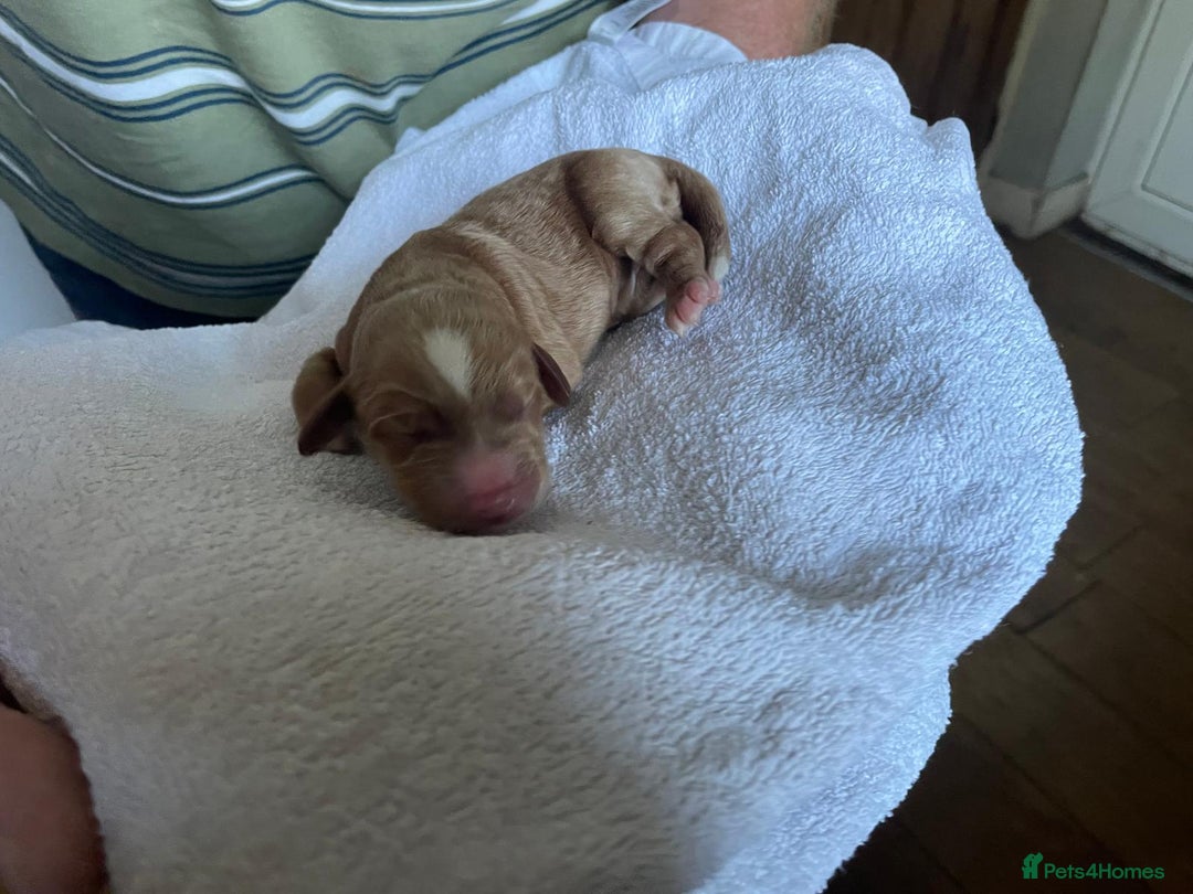 Cockapoo dogs for sale: Stunning F1BB cockapoos merles /phantoms/red ❤️ - Image 9