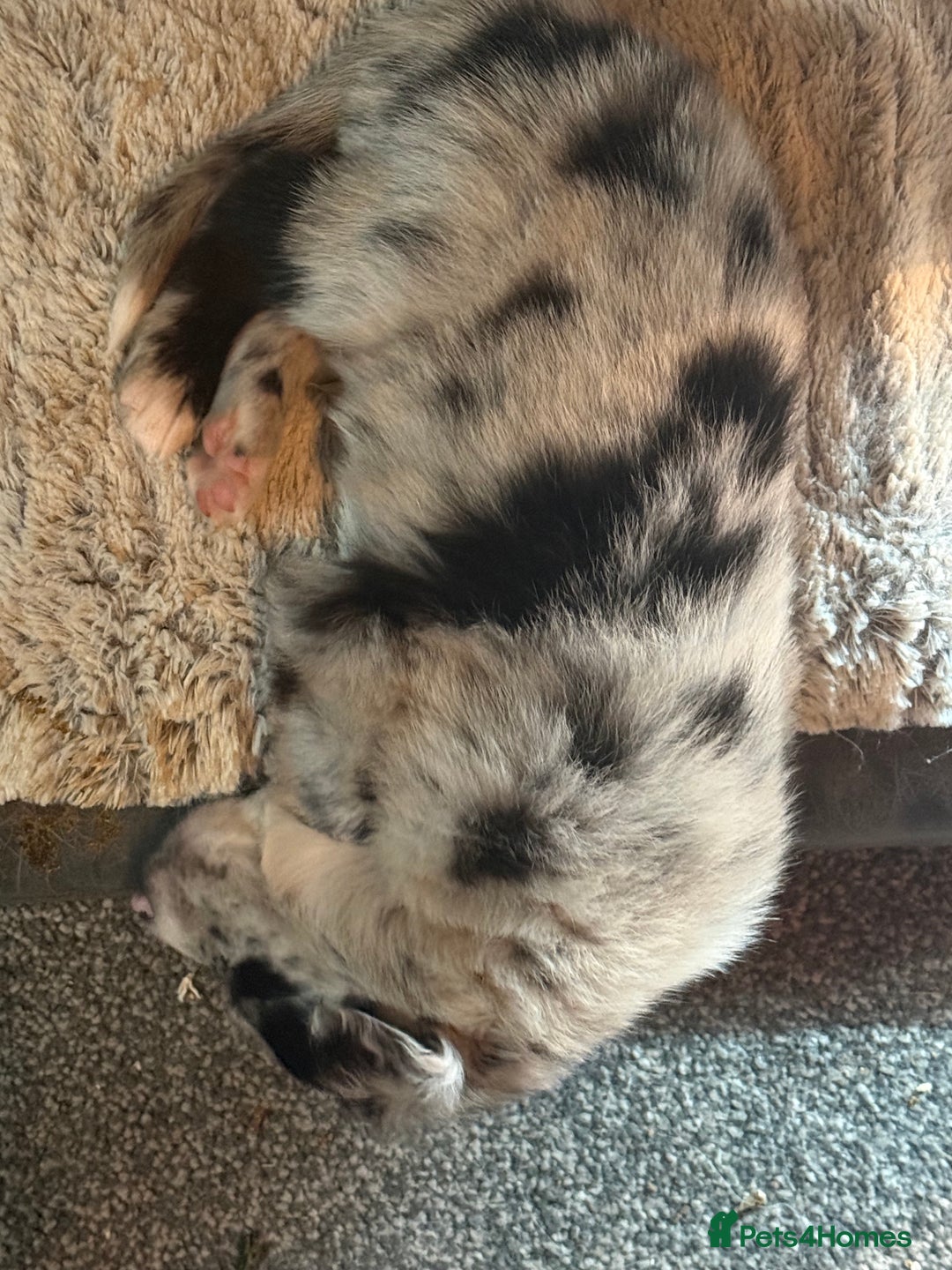 Border Collie dogs for sale: Border Collie Puppies  - Advert 9