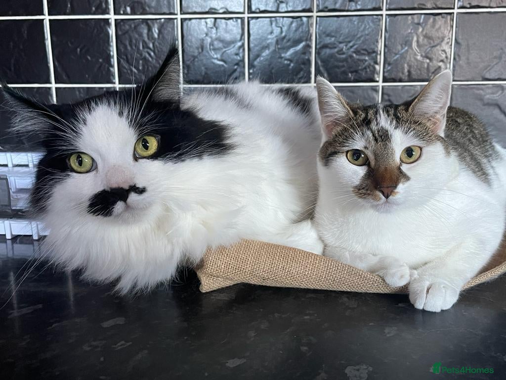 Mixed Breed cats 2 Adult Cats For Adoption  - Advert 2