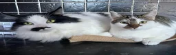 Mixed Breed cats for sale: 2 Adult Cats For Adoption  - Advert 1