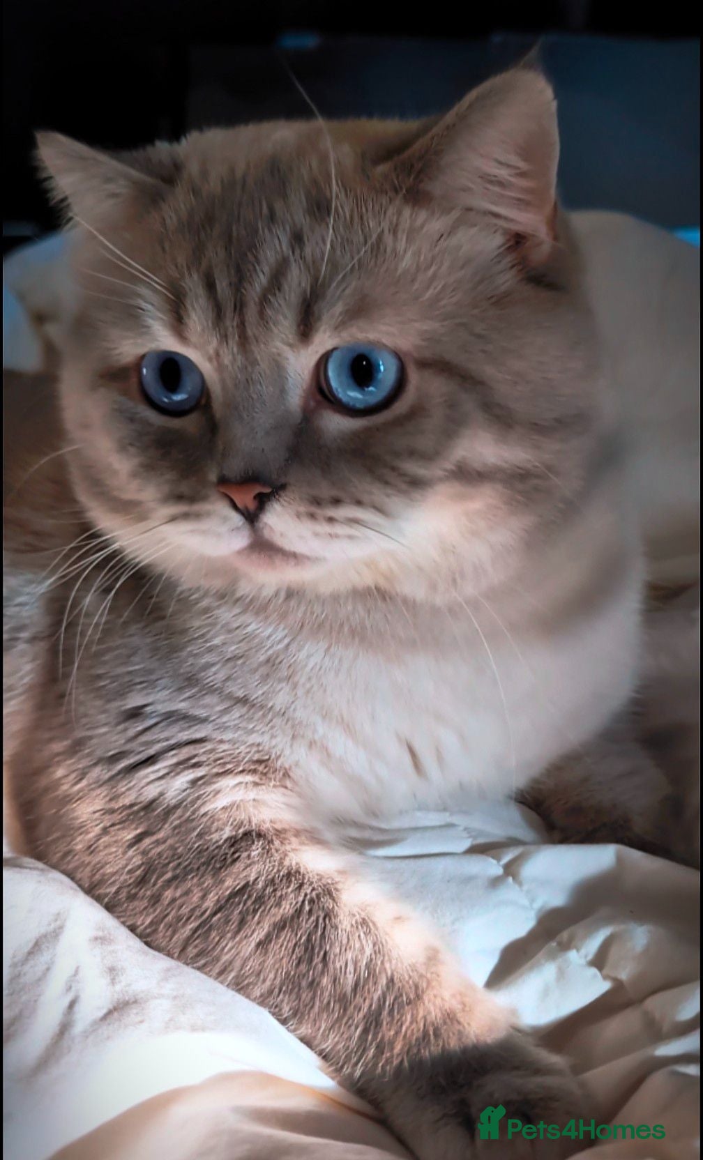 British Shorthair cats TICA and GCCF 🐾 Proven STUD 🩵 BSH - Advert 1