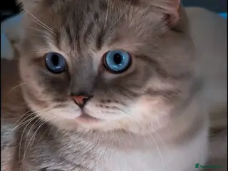 British Shorthair cats TICA and GCCF 🐾 Proven STUD 🩵 BSH - Advert 1