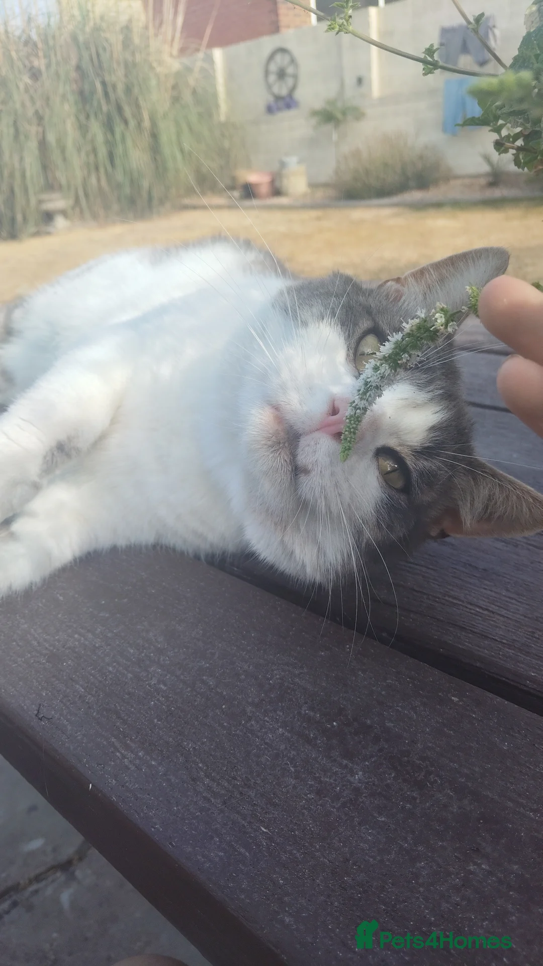 Domestic Shorthair cats for sale: Edgar looking for a loving home - Advert 1
