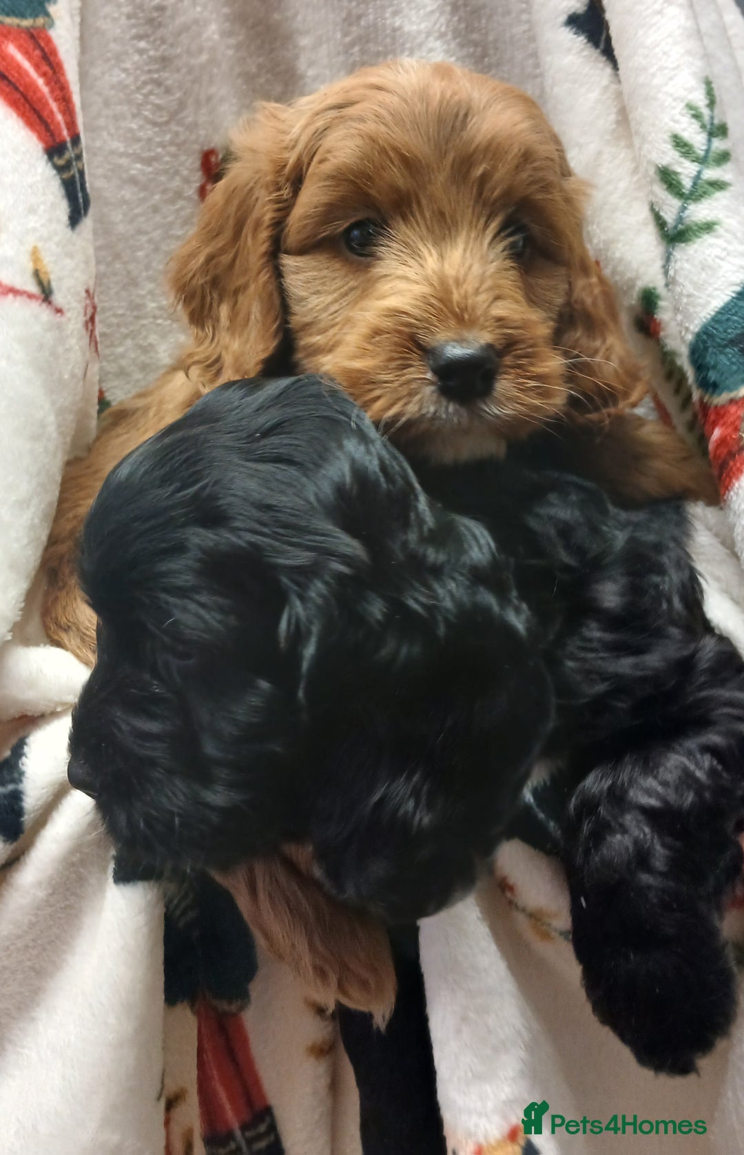 Cockapoo dogs for sale: Cockapoo puppies - Advert 2