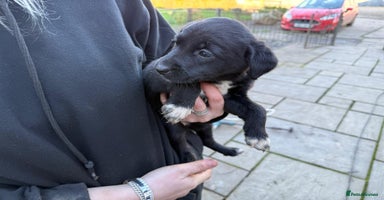 Borador dogs 7 gorgeous labrador x collie pups to good homes  - Advert 12