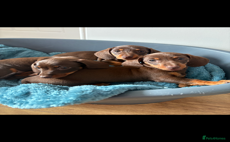 Miniature Dachshund dogs - Advert 4