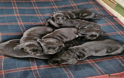 Labrador Retriever dogs for sale: KC Registered Black Labrador Puppies - Image 11