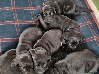 Labrador Retriever dogs READY NOW 2 boys left. KC Black Labrador Puppies - Advert 6