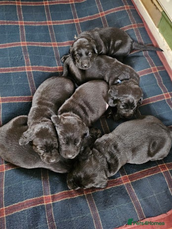 Labrador Retriever dogs - Advert 1