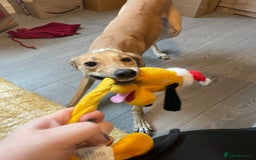 Mixed Breed dogs for sale: Beautiful saluki x greyhound for adoption - Image 34