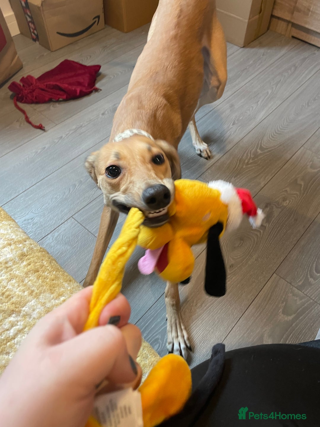 Mixed Breed dogs for sale: Beautiful saluki x greyhound for adoption - Image 34