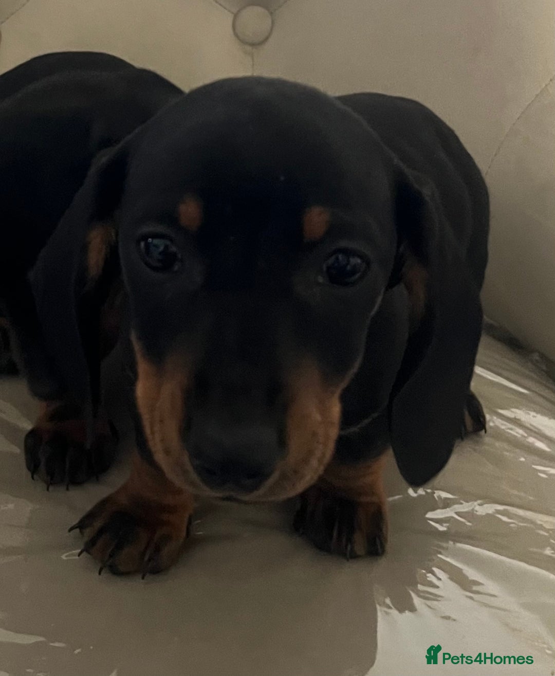 Miniature Dachshund dogs for sale: Beautiful mini dachshunds  - Image 5
