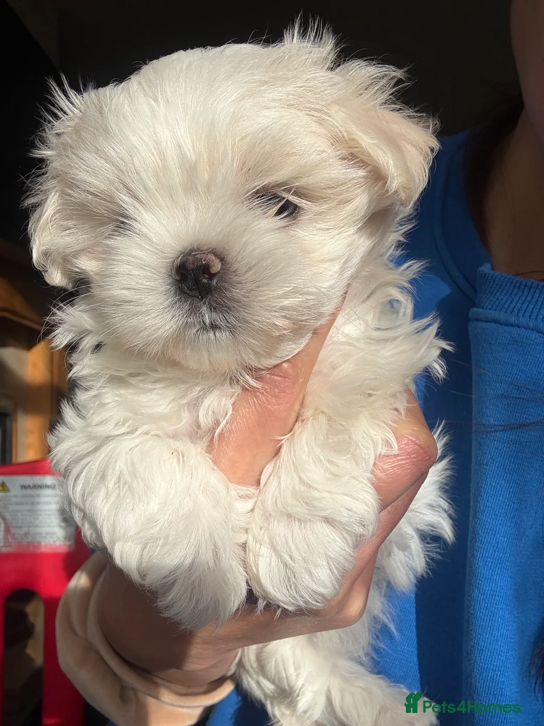 Maltese dogs for sale: Exceptional quality KC reg tiny Maltese  - Advert 20