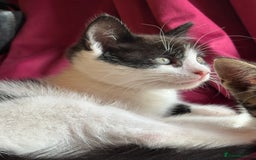 Mixed Breed cats for sale: 7 happy kittens ready for their new home - Image 17