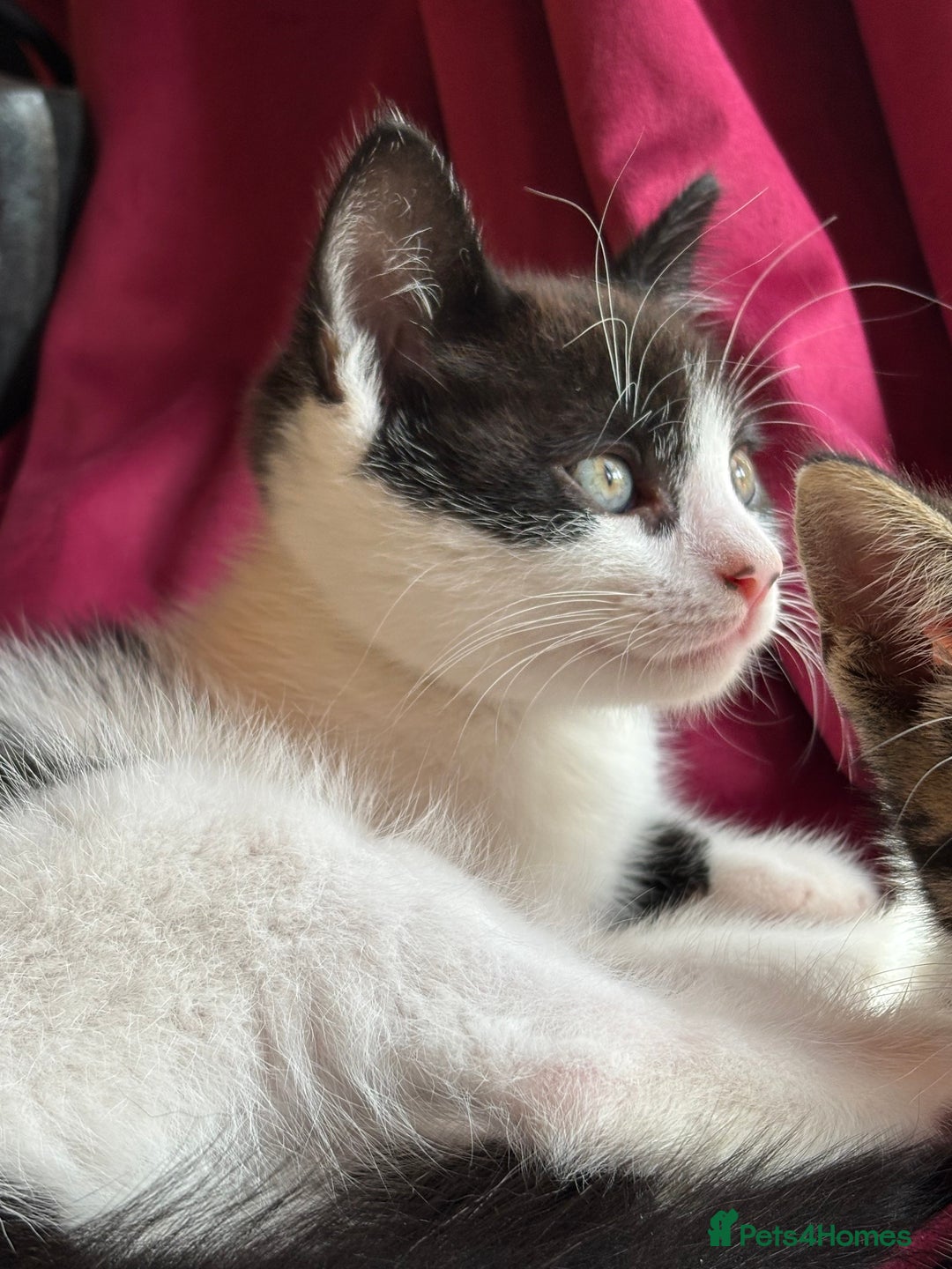 Mixed Breed cats for sale: 7 happy kittens ready for their new home - Image 17