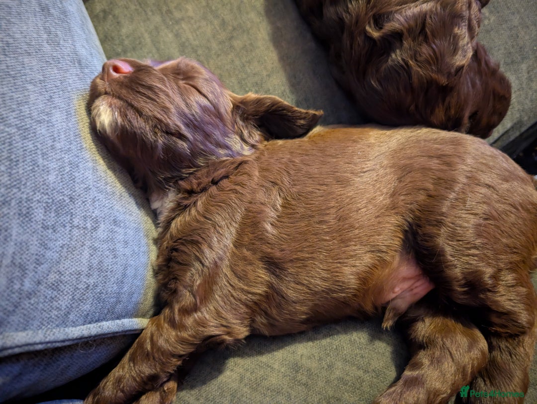 Mixed Breed dogs for sale: Cocker spaniels puppies  - Advert 8