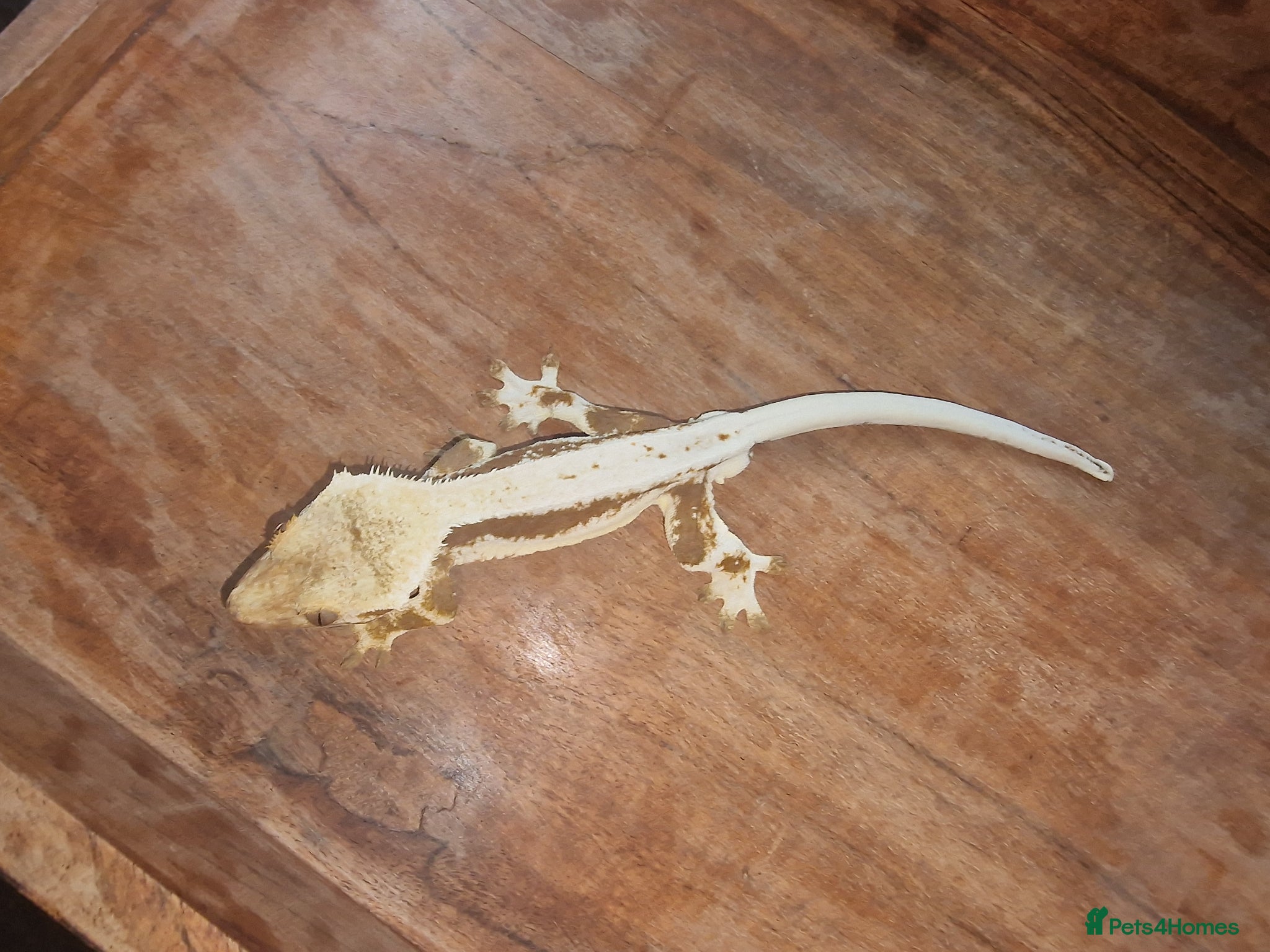 Gecko reptiles for sale: 8x Crested geckos/Full collection available!  - Advert 19