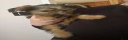 Yorkshire Terrier dogs for sale: 10 week old Yorkshire terrier  in Belper - Advert 5