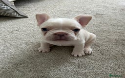 French Bulldog dogs for sale: READY TO LEAVE  KC REG RFG  FRENCHIE PUPPYS in Leicester - Image 15