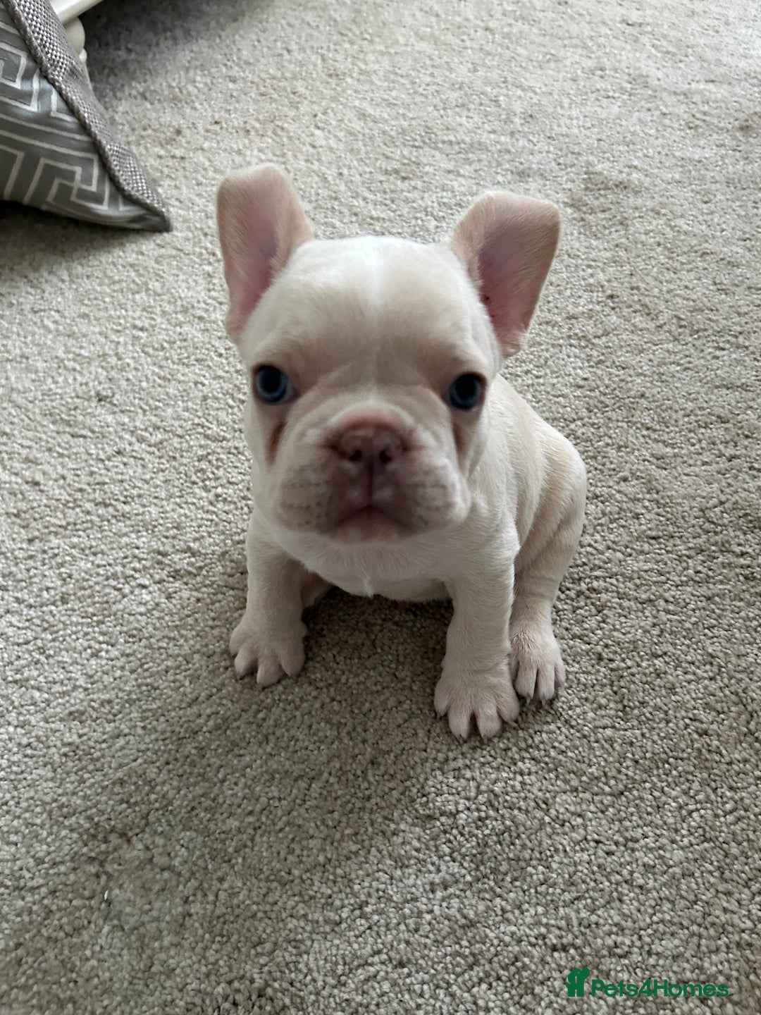 French Bulldog dogs for sale: READY TO LEAVE  KC REG RFG  FRENCHIE PUPPYS in Leicester - Image 15
