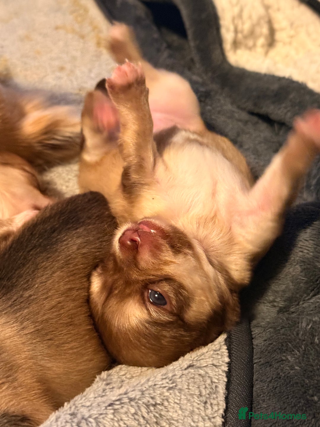 Chihuahua dogs for sale:  **  CHIHUAHUAS  - Advert 13