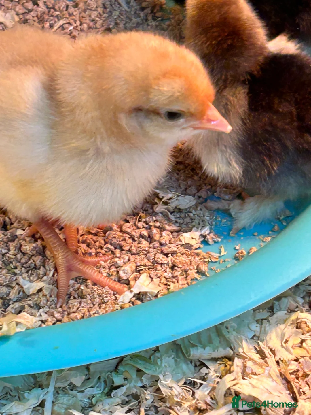 Chickens poultry for sale: Chicks for sale - Advert 1