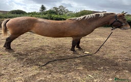 Appaloosa horses for sale: Beautiful Maggie  - Image 2