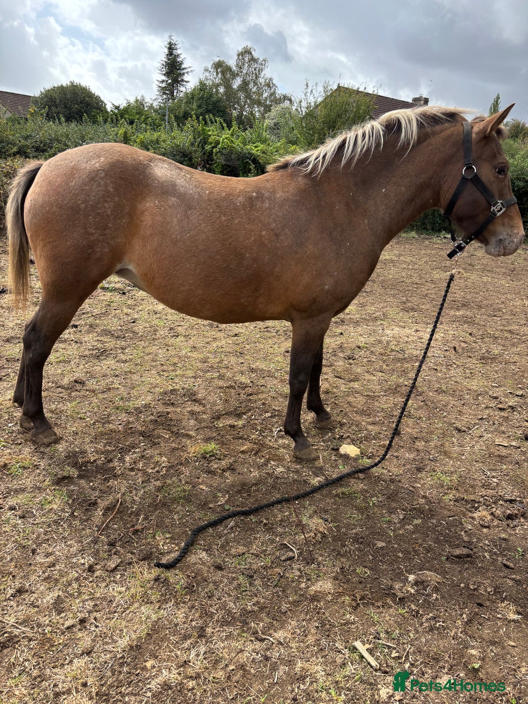 Appaloosa horses for sale: Beautiful Maggie  - Image 2