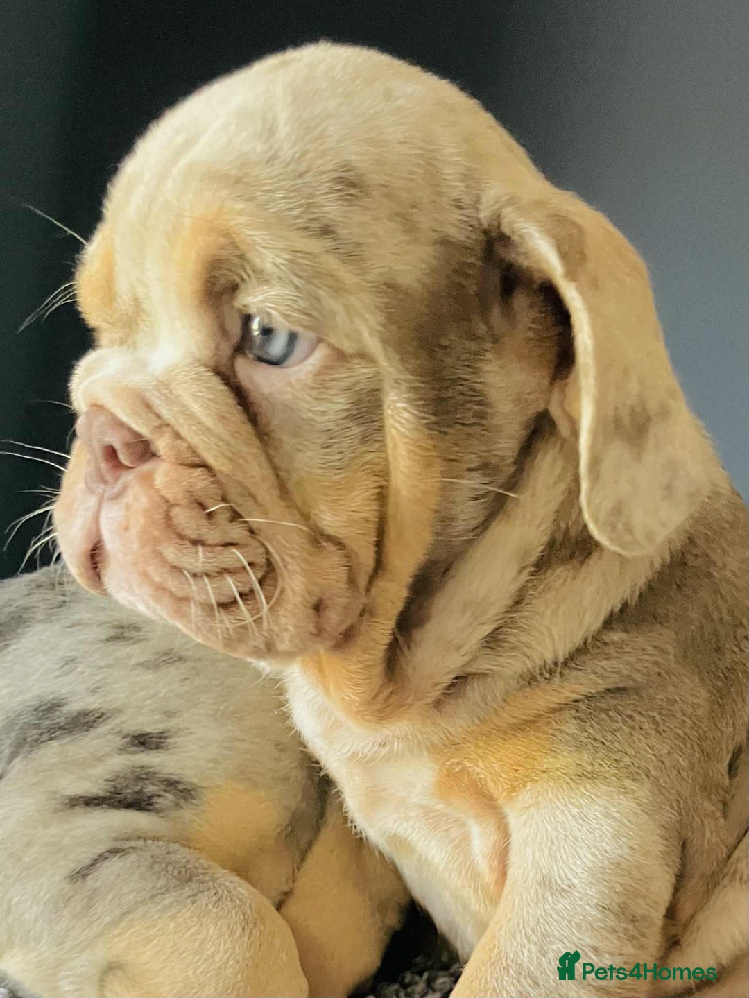 English Bulldog dogs for sale: READY NOW LILAC MERLE ENGLISH BULLDOG BOY in Gunnislake - Image 23