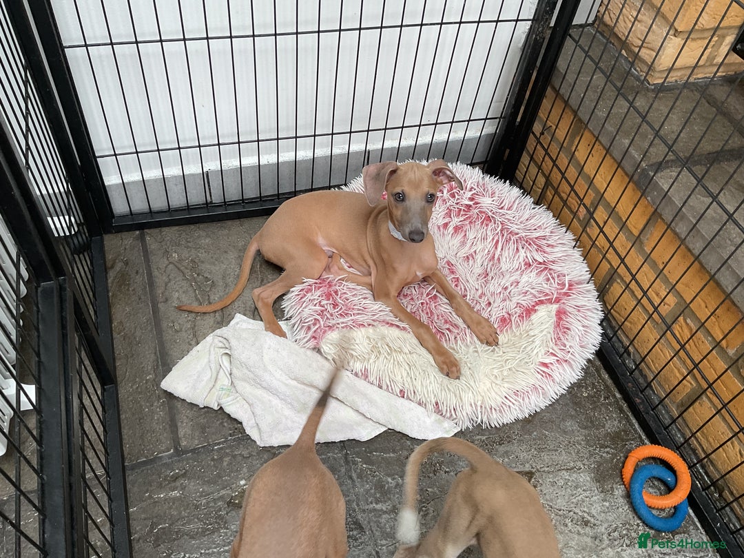 Italian Greyhound dogs for sale:  Beautiful Italian greyhound puppies  - Image 2