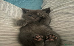 Ragdoll cats for sale: Cuddly & Sweet Ragdolls - Image 19