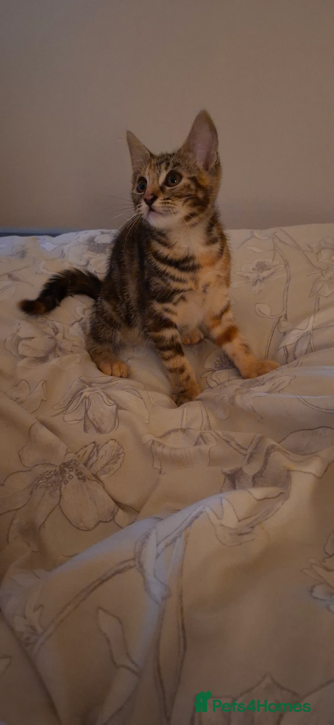 British Shorthair cats for sale: Kittens looking for a forever home - Advert 3