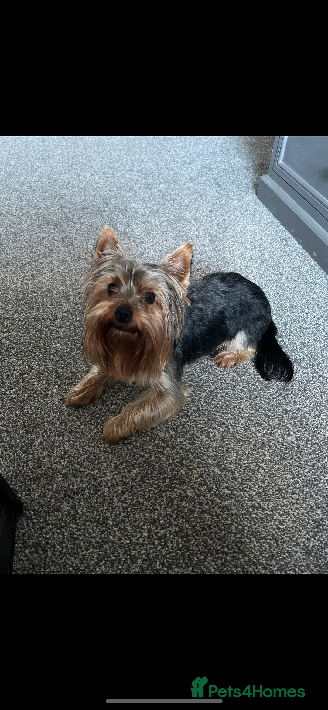 Yorkshire Terrier dogs for stud: CUTEST TINY BOY FOR STUD in Dudley - Advert 3