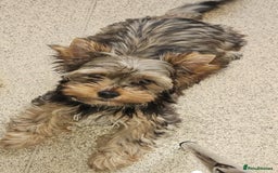 Yorkshire Terrier dogs for sale: 🩵 DNA TESTED 🩵 Dark Red Sable boy  - Image 1