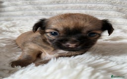 Chihuahua dogs for sale: Absolutely Stunning Little Chihuahua Puppies - Image 8