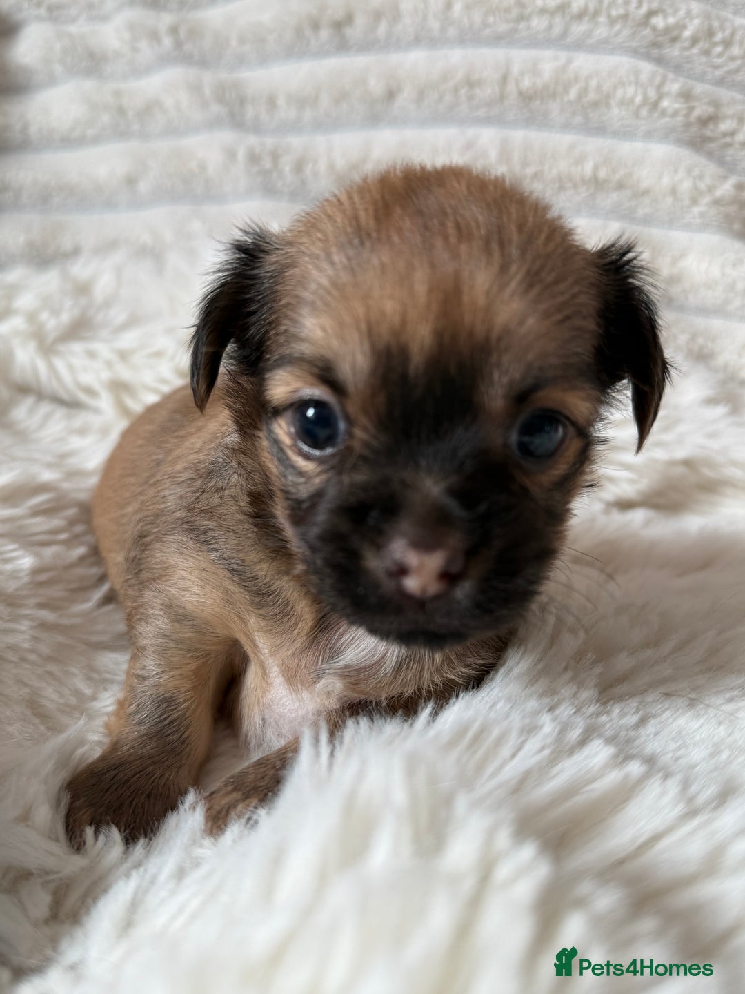 Chihuahua dogs for sale: Absolutely Stunning Little Chihuahua Puppies - Image 8