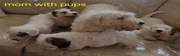 Sealyham Terrier dogs for sale: 🐕🐕 4 adorable sealyham terrier puppies 🐕🐕 - Advert 11