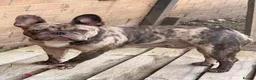 French Bulldog dogs for sale: Young French bull dog - 2 years old  - Advert 3