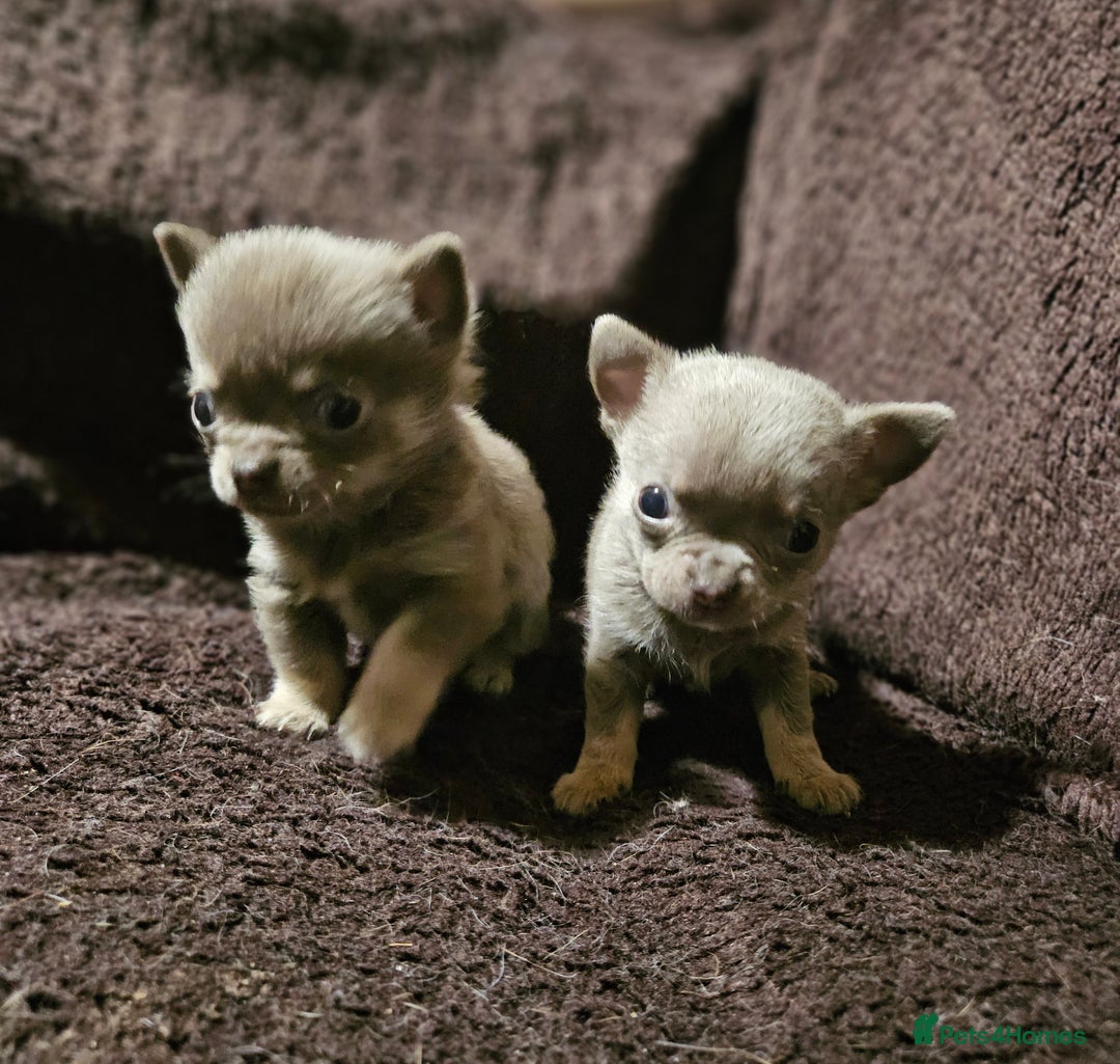 Chihuahua dogs for sale: TINY KC REG Lilac Chihuahua puppies - Advert 12