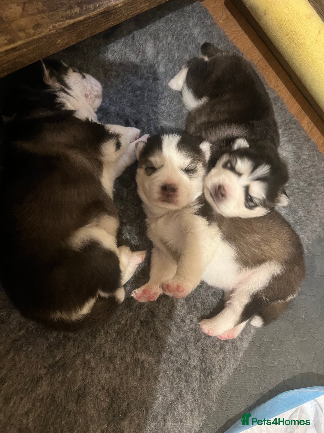 Pomsky dogs for sale: Stunning f2 pomsky babies  - Advert 1