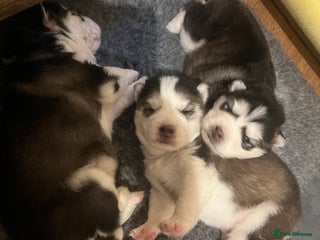 Pomsky dogs for sale: Stunning f2 pomsky babies - Advert 1