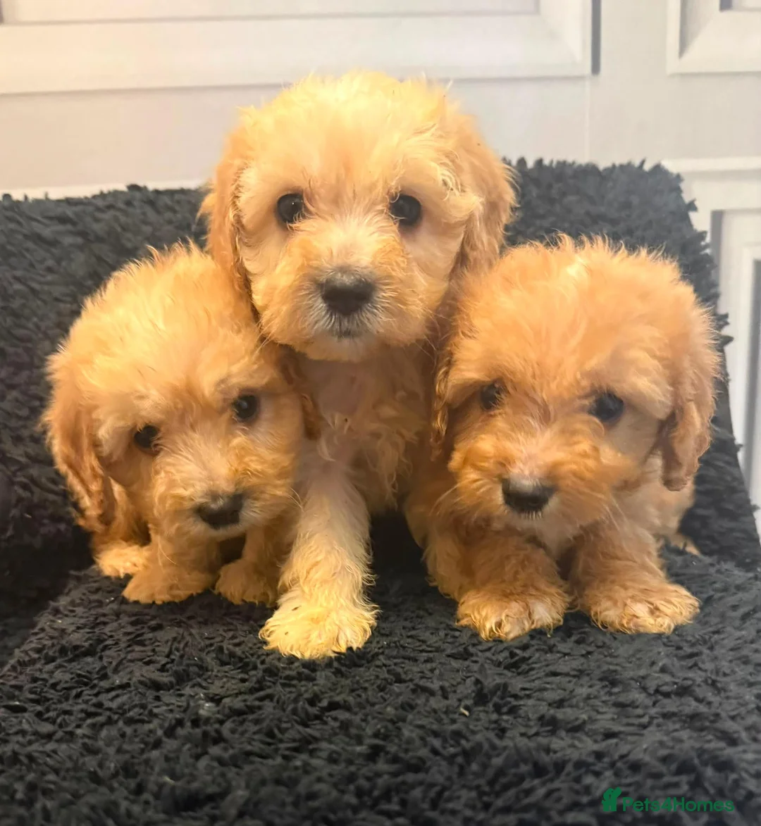 Cockapoo dogs for sale: Ready to go puppies  - Advert 1