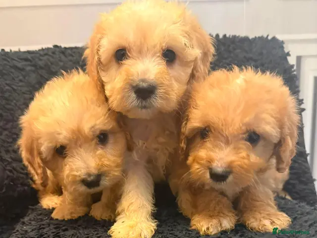 Cockapoo dogs for sale: Ready to go puppies - Advert 1