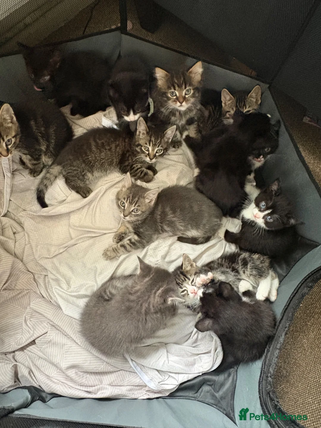Mixed Breed cats for sale: Cats kittens  in Norwich - Advert 2